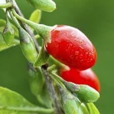 Chile Pequin Pepper Seeds for Planting, 100 pcs